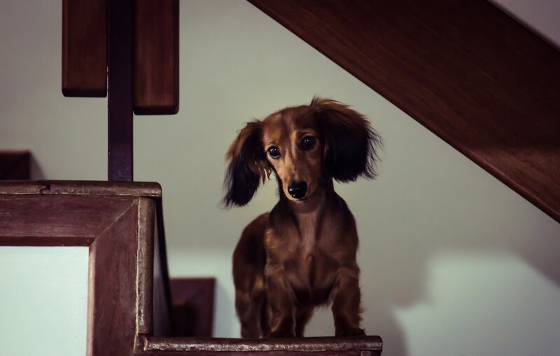 dachshund on wooden stairs