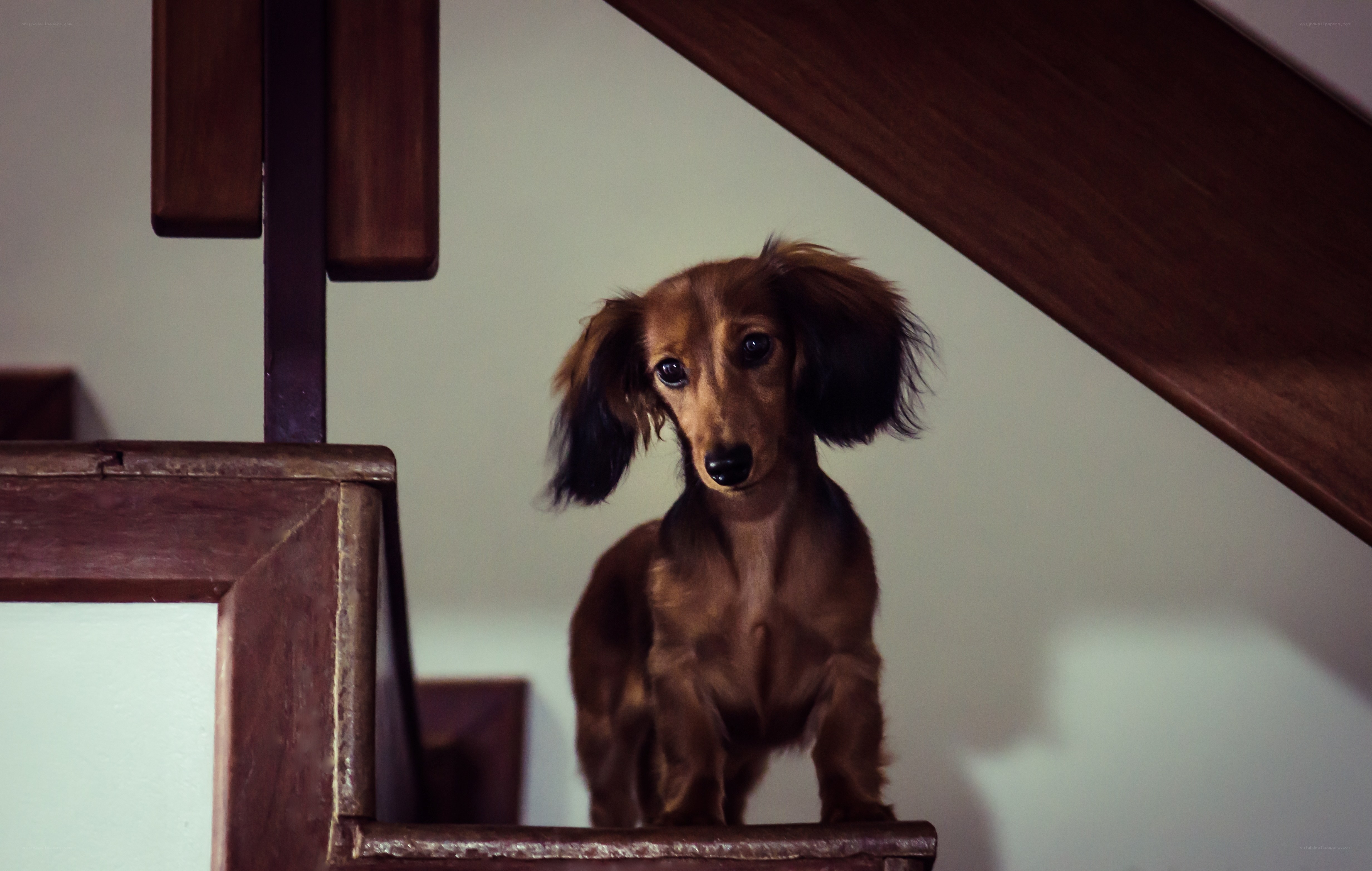 dachshund on wooden stairs