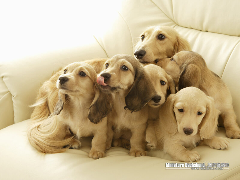 Dachshund Puppies — Beige, Calm, Photograph, Couch, Cream