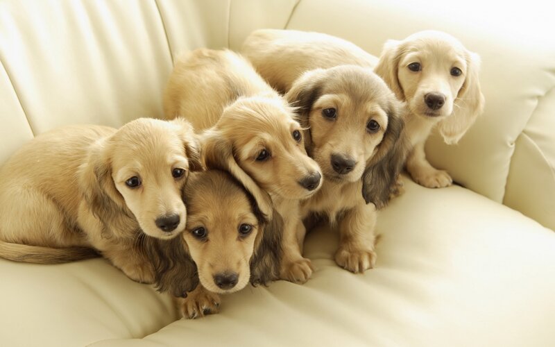 Dachshund Puppies — Beige, Calm