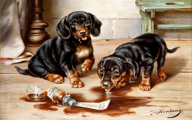 Dachshund Puppies — Black, Curious