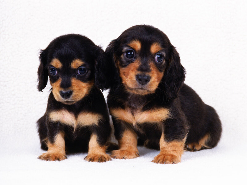Dachshund Puppies — Black, Innocent
