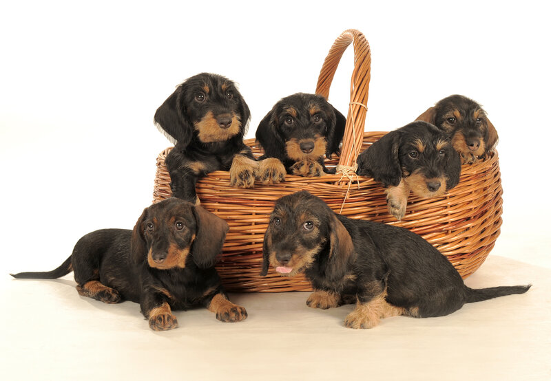 Dachshund Puppies — Black