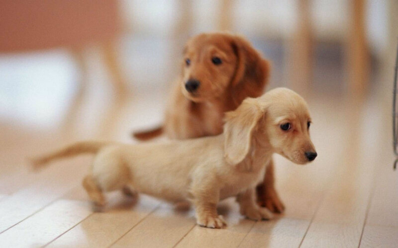 Dachshund Puppies — Brown, Calm, Photograph