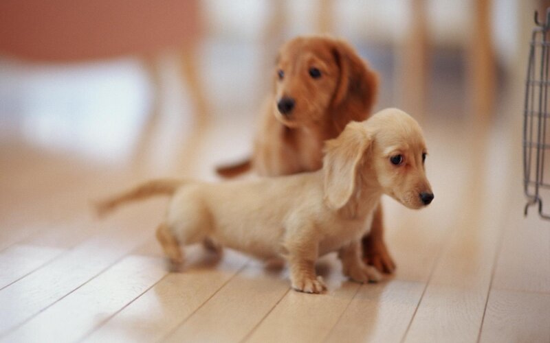 Dachshund Puppies — Brown, Calm