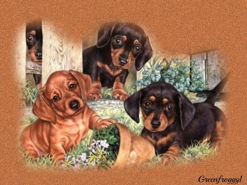Dachshund Puppies — Brown, Playful