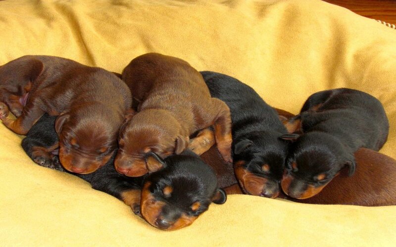 Dachshund Puppies — Brown