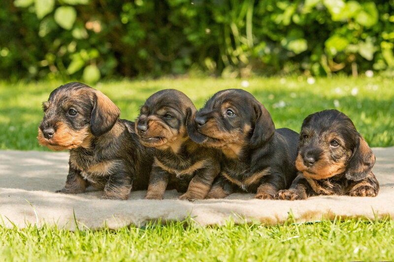 Dachshund Puppies — Green, Calm
