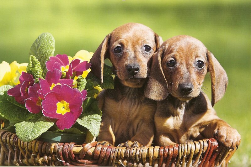 Dachshund Puppies in Basket