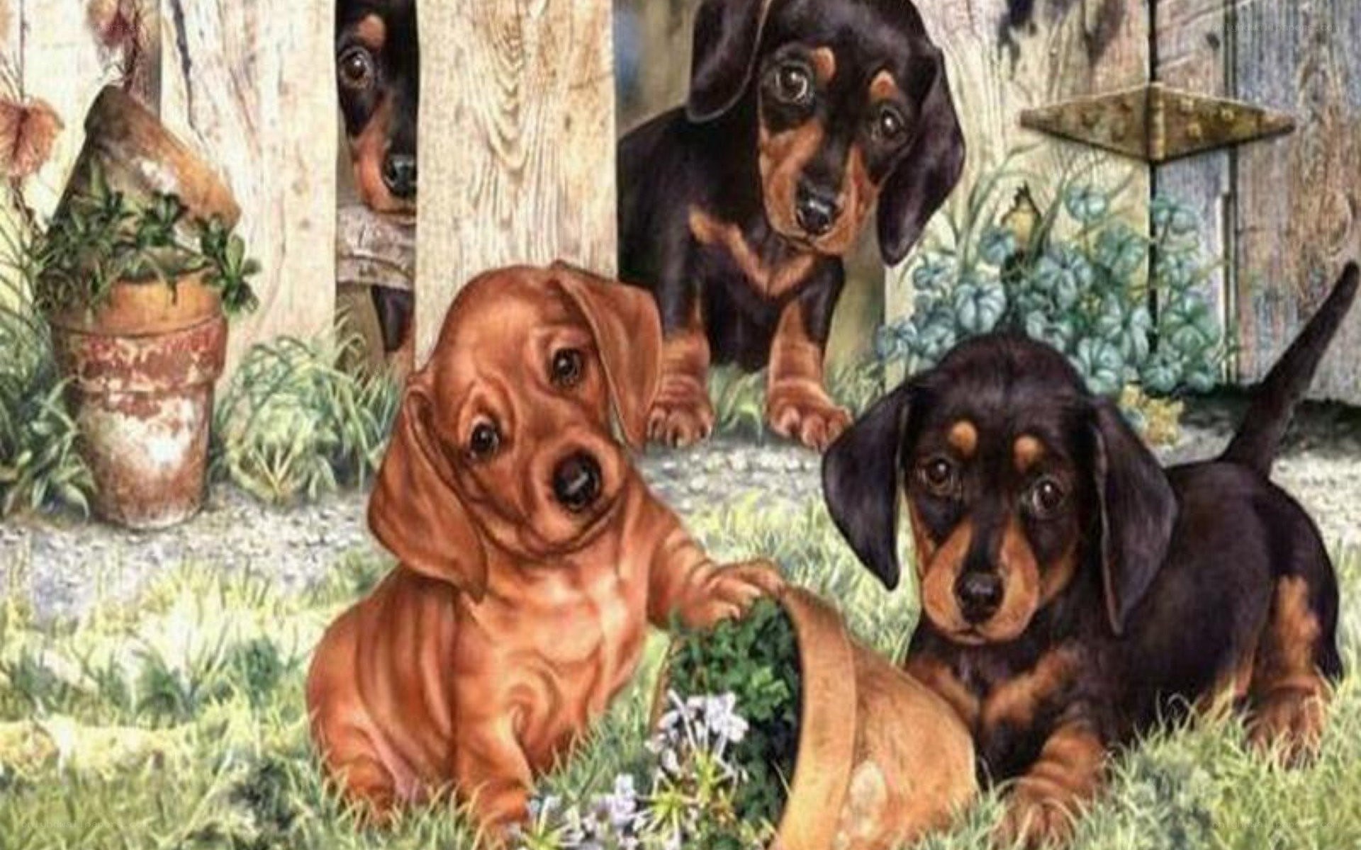 Dachshund puppies in garden
