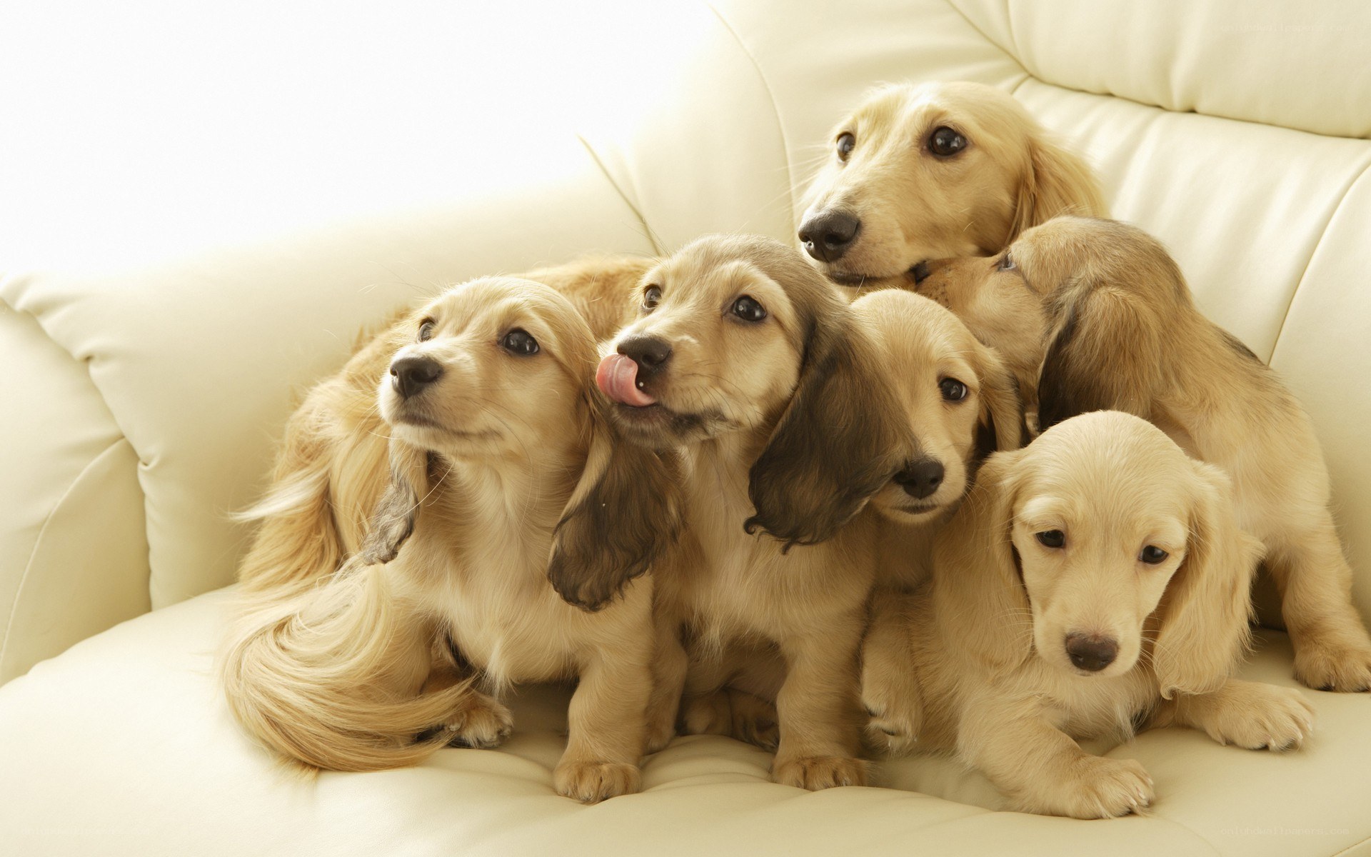 Dachshund puppies on a couch