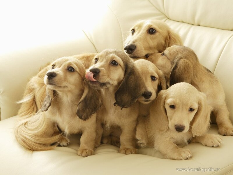 Dachshund puppies on a couch