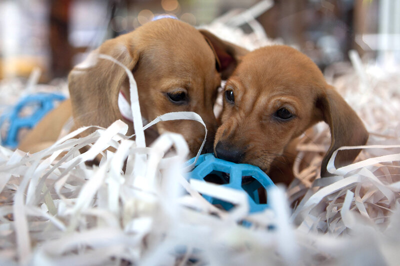 Dachshund Puppies Playing