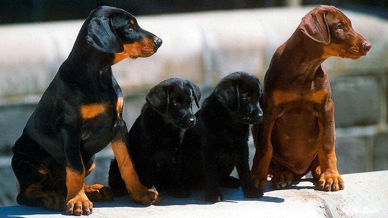 Dachshund puppies sitting together