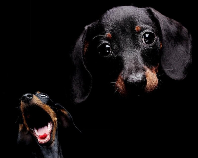 Dachshund Puppies
