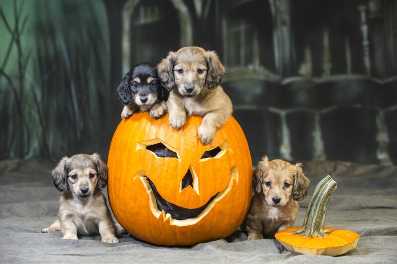 Dachshund Puppies with Pumpkin