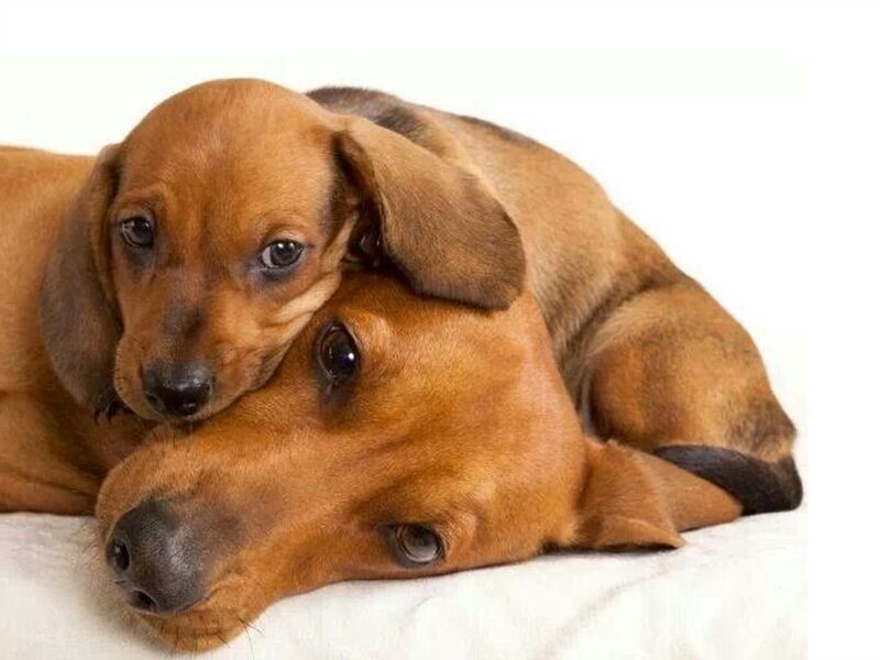 Dachshund Puppy and Adult