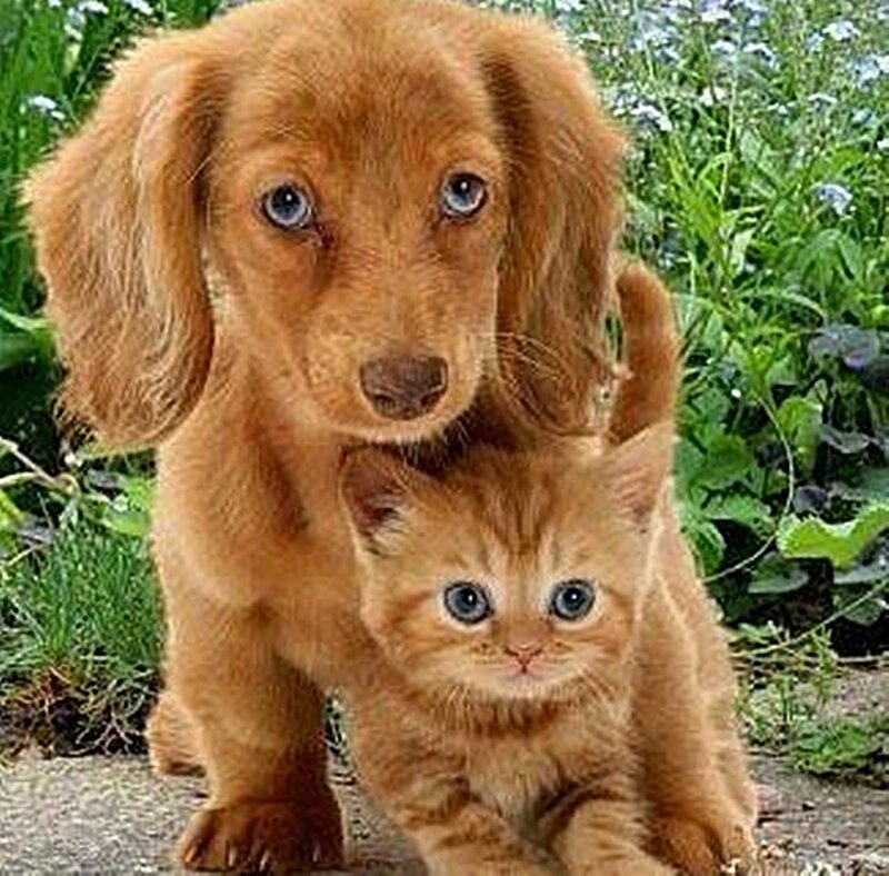 Dachshund Puppy and Kitten
