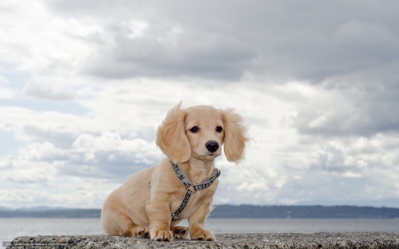 Dachshund Puppy — Beige