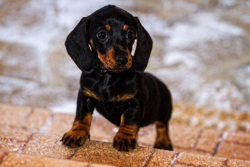 Dachshund Puppy — Black, Calm, Photograph, Brick