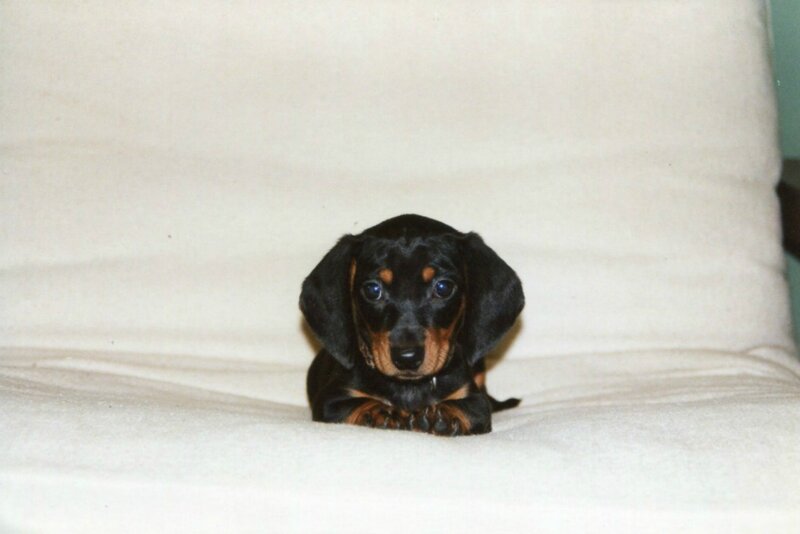 Dachshund Puppy — Black, Calm, Photograph, Couch