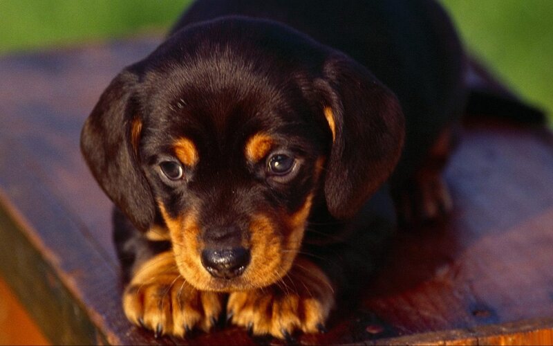 Dachshund Puppy — Black, Calm, Sunset