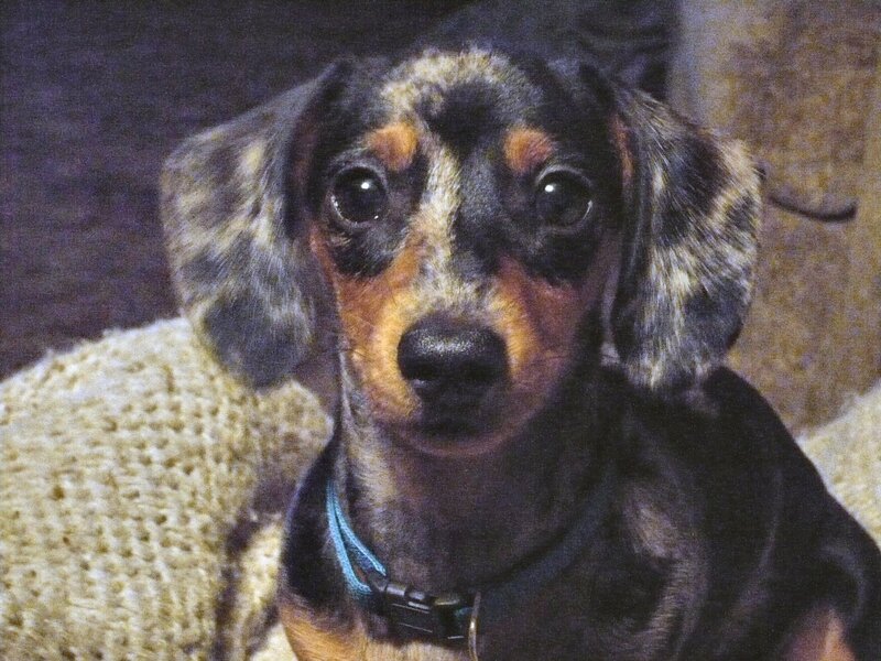 Dachshund Puppy — Black, Calm