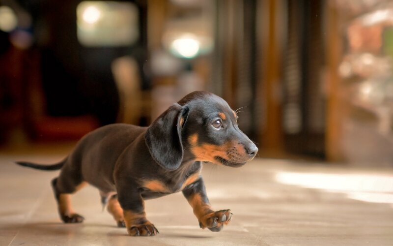 Dachshund Puppy — Black, Curious