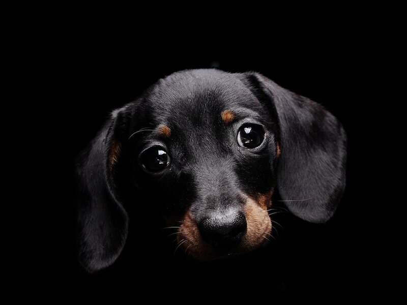 Dachshund Puppy — Black, Dramatic