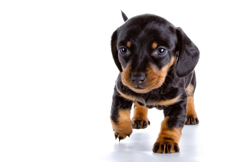 Dachshund Puppy — Black, Innocent
