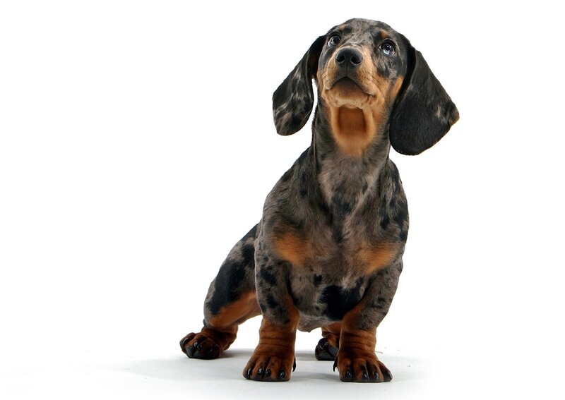 Dachshund Puppy — Black, Neutral, Photograph, Dog, White Background