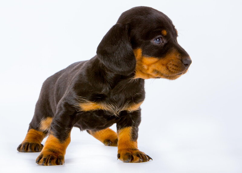 Dachshund Puppy — Black, Neutral, Photograph, Paws