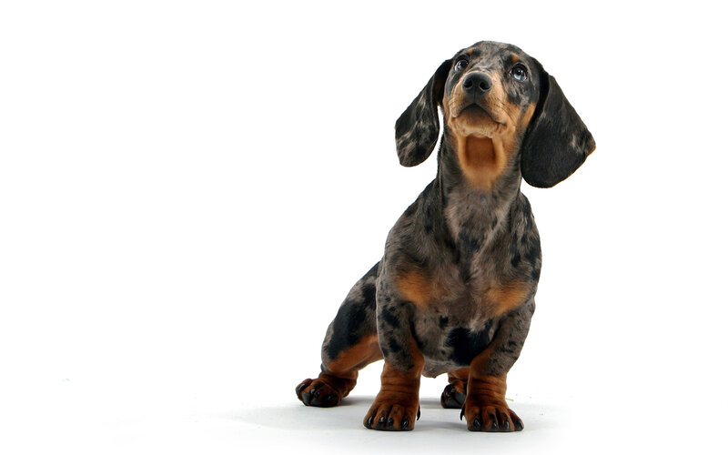 Dachshund Puppy — Black, Neutral, Photograph