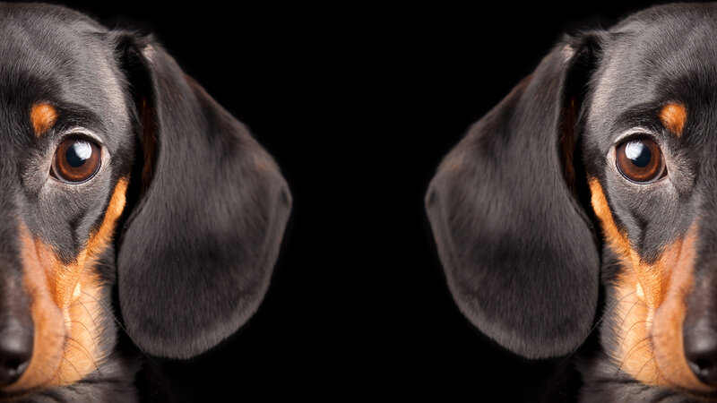 Dachshund Puppy — Black, Neutral
