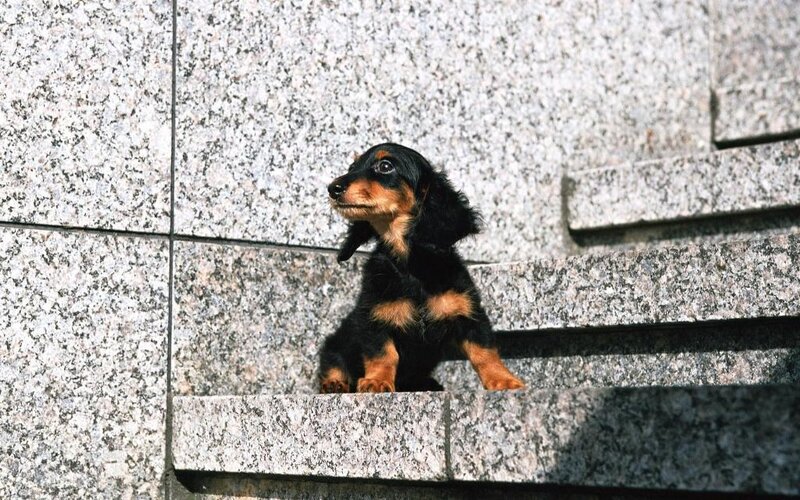 Dachshund Puppy — Black