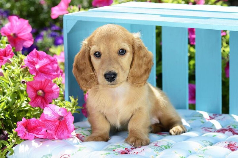 Dachshund Puppy — Blue