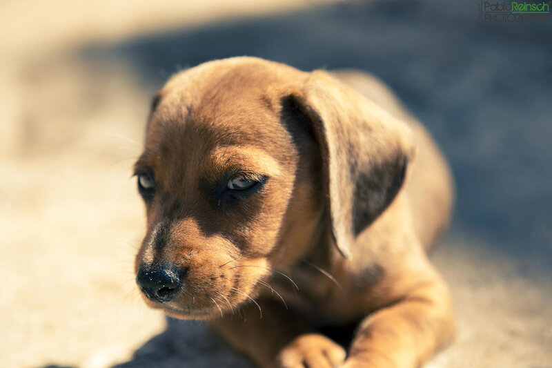 Dachshund Puppy — Brown, Calm, Afternoon, Photograph, Ground