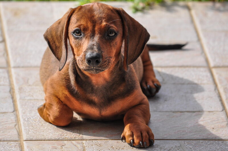 Dachshund Puppy — Brown, Calm, Afternoon, Photograph, Pavement