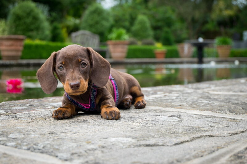 Dachshund Puppy — Brown, Calm, Afternoon, Photograph, Pond