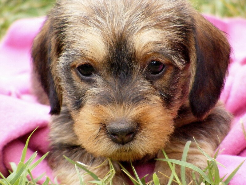 Dachshund Puppy — Brown, Calm, Afternoon
