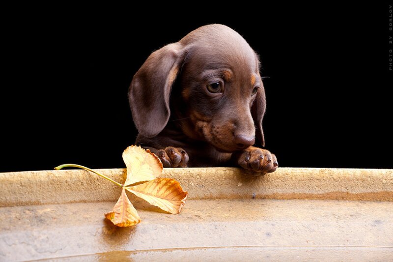 Dachshund Puppy — Brown, Calm, Autumn