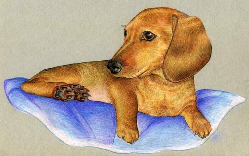 Dachshund Puppy — Brown, Calm, Illustration