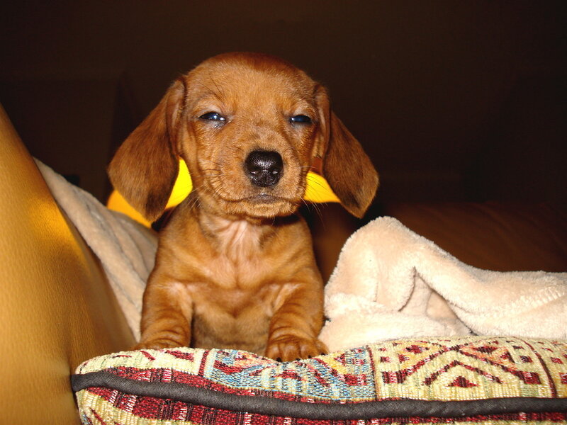 Dachshund Puppy — Brown, Calm, Night