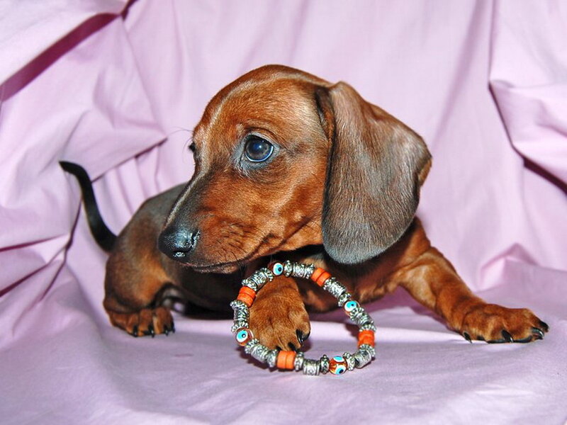 Dachshund Puppy — Brown, Calm, Photograph, Beaded Bracelet