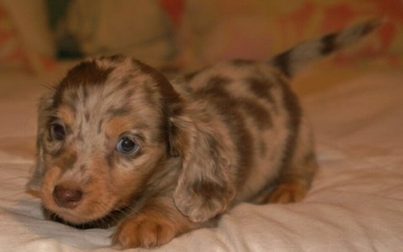 Dachshund Puppy — Brown, Calm, Photograph, Bed