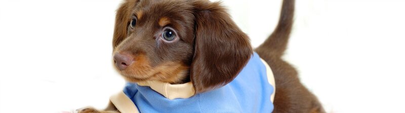 Dachshund Puppy — Brown, Calm, Photograph, Blue Shirt