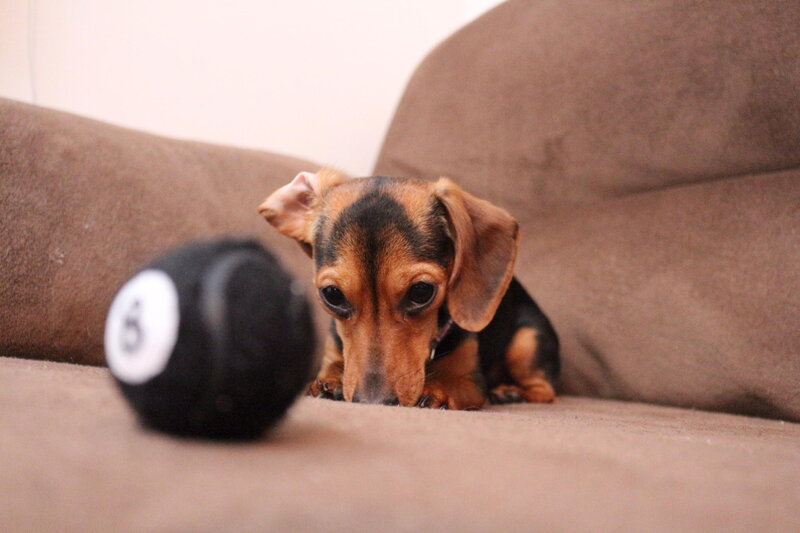 Dachshund Puppy — Brown, Calm, Photograph, Couch