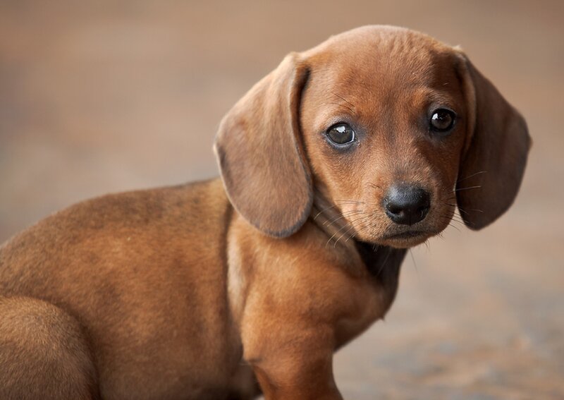 Dachshund Puppy — Brown, Calm, Photograph, Ears