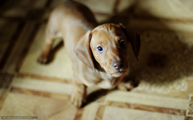 Dachshund Puppy — Brown, Calm, Photograph, Floor, Carpet
