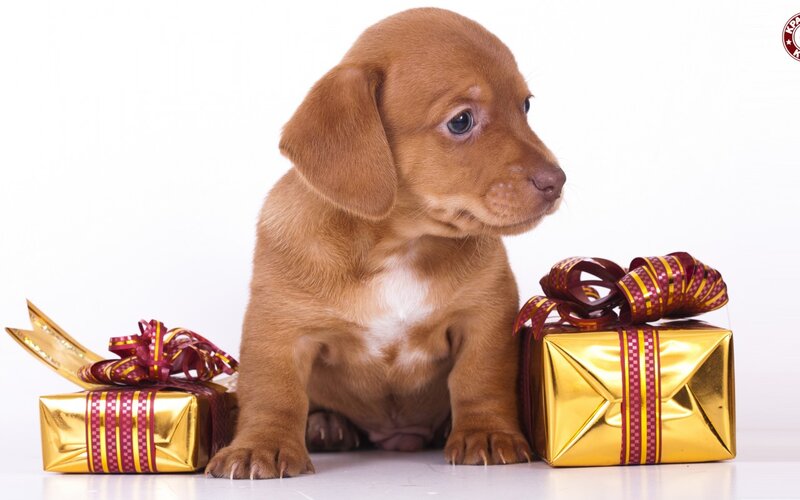 Dachshund Puppy — Brown, Calm, Photograph, Gift Boxes